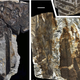 Illustration for article titled First Photos of China's 298-Million-Year-Old Buried Forest